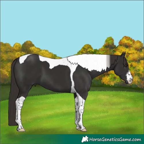 Horse Color:White Spotted Liver Chestnut Tobiano 