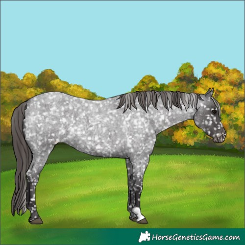 Horse Color:Smoky Blue Roan Appaloosa 