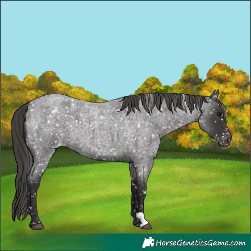 Horse Color:Smoky Blue Roan Appaloosa