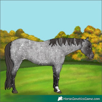 Horse Color:Smoky Blue Roan Appaloosa