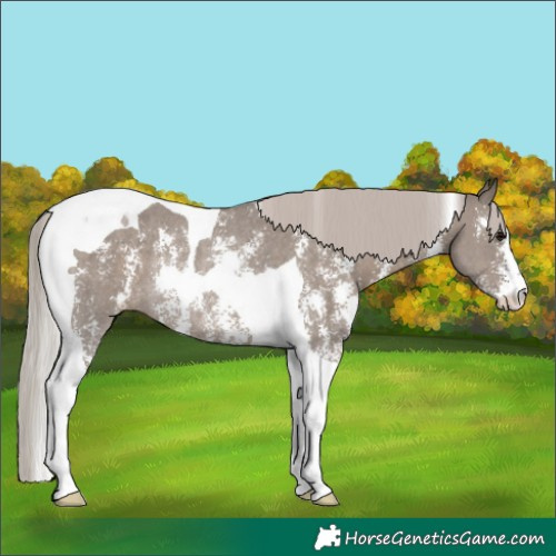 Horse Color:Silver Grullo Sabino Tobiano Rabicano 