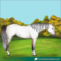 Horse Color:Gray Bay Dun 