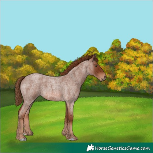 Horse Color:Red Roan 