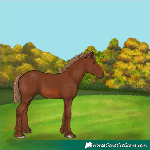 Horse Color:Chestnut 