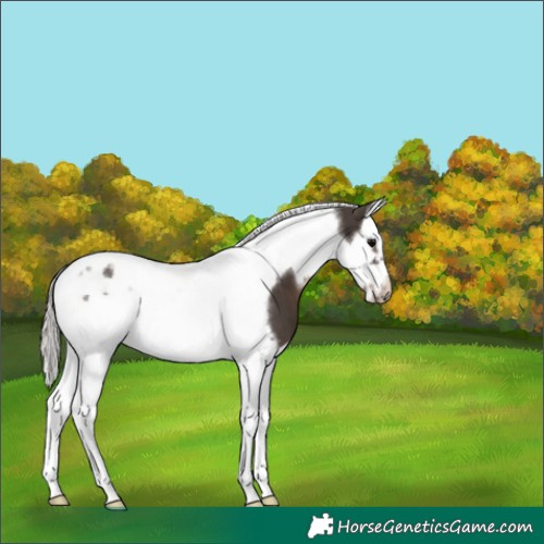 Horse Color:Silver Black Splash Tobiano Frame