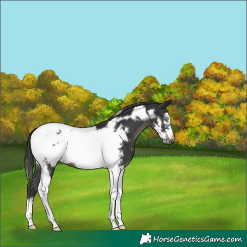 Horse Color:Black Tobiano Frame 