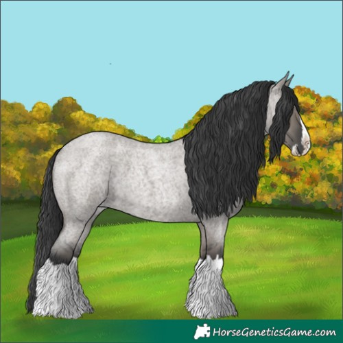 Horse Color:Grullo Roan Splash