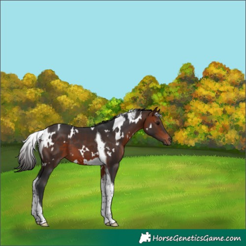 Horse Color:White Spotted Bay Tobiano 