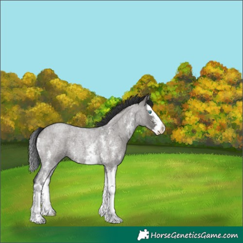 Horse Color:Unknown 