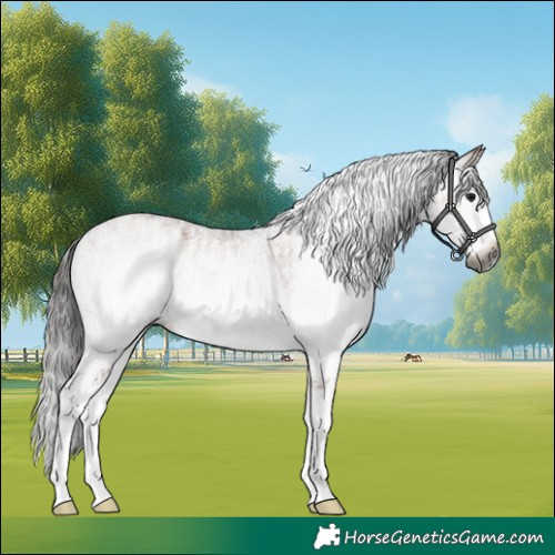 Horse Color:Gray White Spotted Bay Splash  and Gray White Spotted Bay Splash 