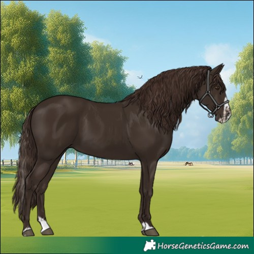 Horse Color:Liver Chestnut  and Liver Chestnut Splash 