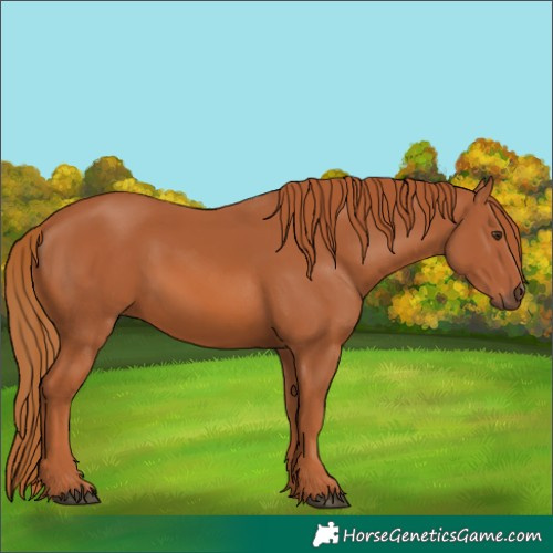 Horse Color:Chestnut 