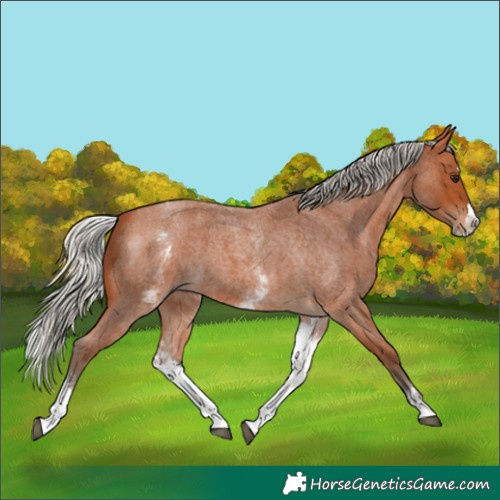 Horse Color:White Spotted Silver Bay Roan Splash 