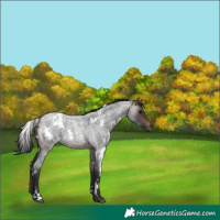 Horse Color:White Spotted Brown Roan
