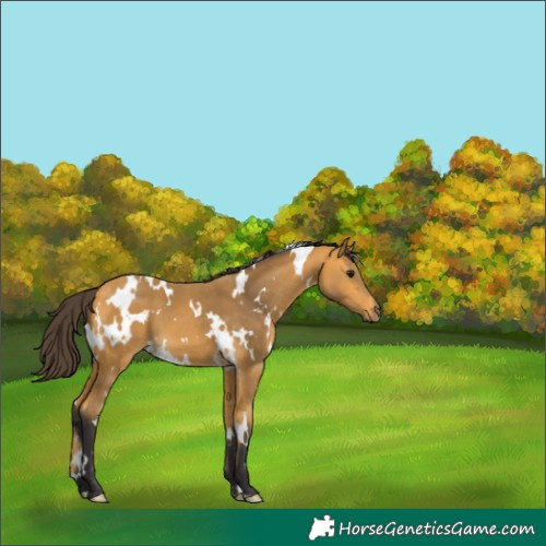 Horse Color:White Spotted Buckskin 