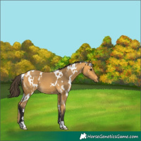 Horse Color:White Spotted Buckskin