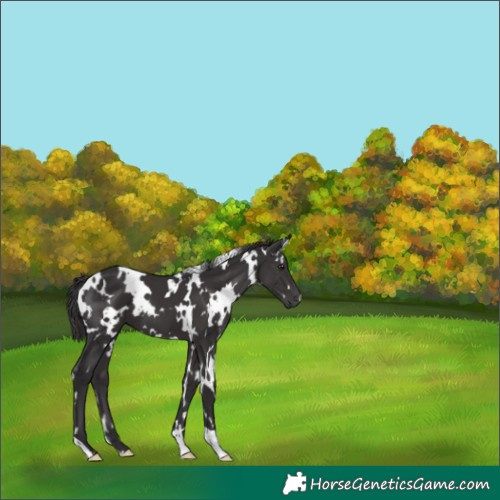 Horse Color:White Spotted Smoky Black 