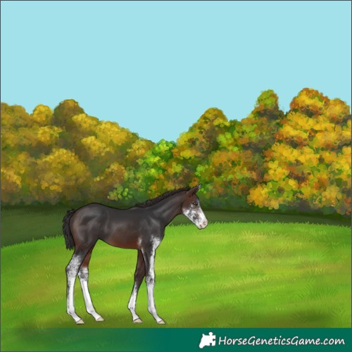 Horse Color:Brown Sabino