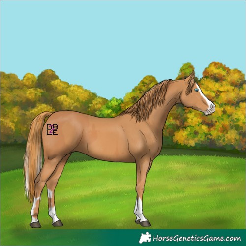 Horse Color:Chestnut Splash Frame and Chestnut Splash