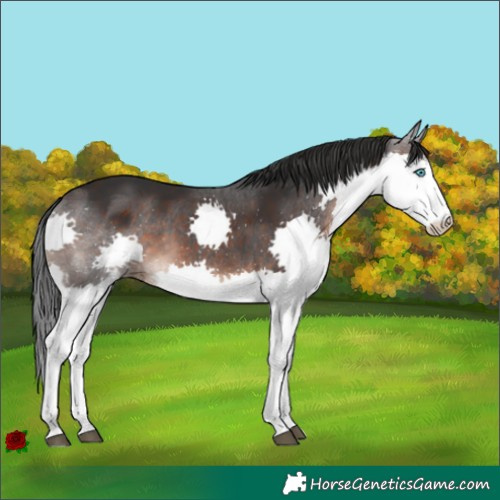 Horse Color:Brown Sabino Splash