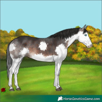 Horse Color:Brown Sabino Splash