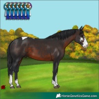 Horse Color:Brown Sabino Tobiano 