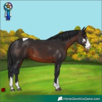 Horse Color:Brown Sabino Tobiano 