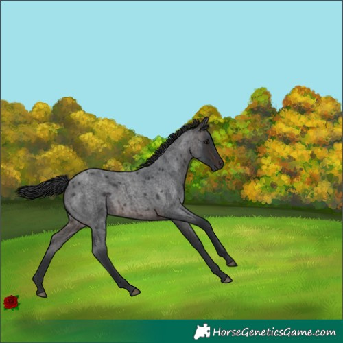 Horse Color:Brown Roan Rabicano 