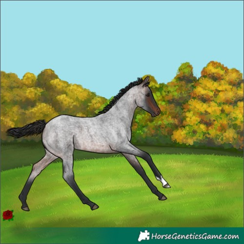 Horse Color:Brown Roan 