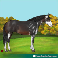 Horse Color:Brown Sabino