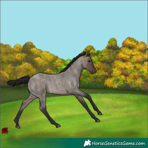 Horse Color:Brown Roan Dun