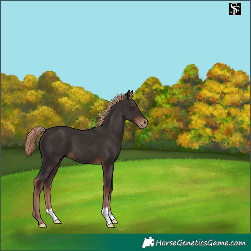 Horse Color:Liver Chestnut Appaloosa 