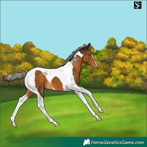 Horse Color:Chocolate Palomino Tobiano Varnish 