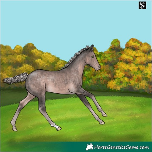 Horse Color:Platinum Chocolate Palomino Appaloosa