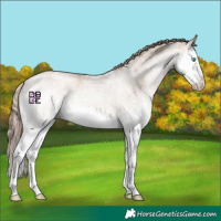 Horse Color:White Spotted Grullo Pearl Splash 