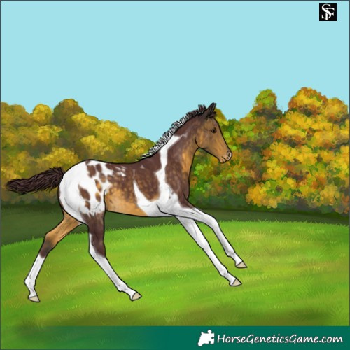 Horse Color:Chocolate Buckskin Tobiano Appaloosa 