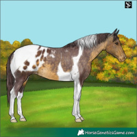 Horse Color:Chocolate Buckskin Tobiano Appaloosa 