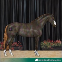 Horse Color:Midnight Red Dun Ice Rabicano 