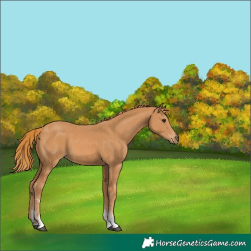Horse Color:Chestnut Sabino 