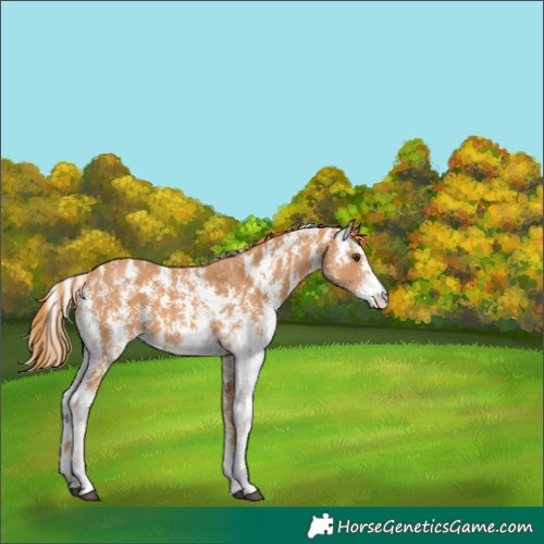Horse Color:Chestnut Sabino 