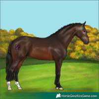 Horse Color:Gray Bay 