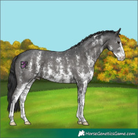 Horse Color:Black Sabino 