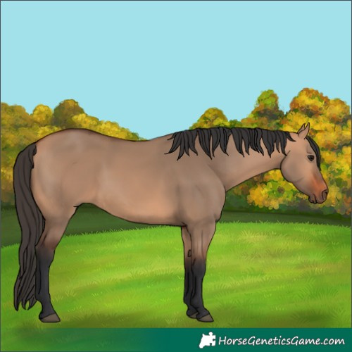 Horse Color:Bay Dun 