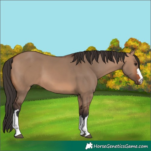 Horse Color:Bay Dun 