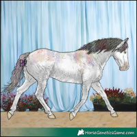Horse Color:Nacre Amber Champagne Dun Sabino Splash