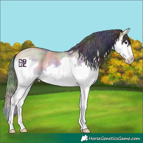 Horse Color:Nacre Bay Roan Dun Splash 
