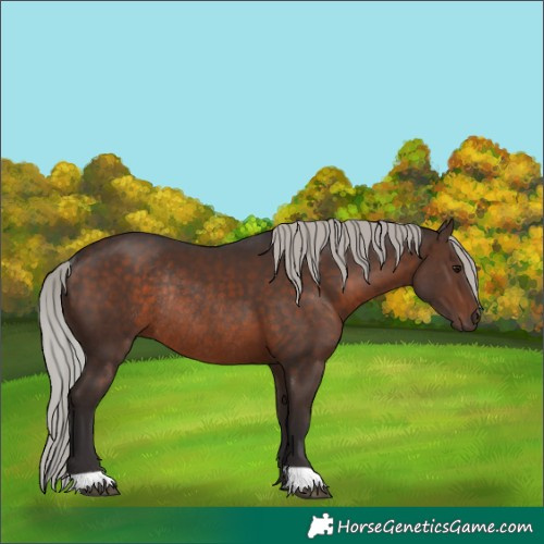 Horse Color:Silver Brown Rabicano 