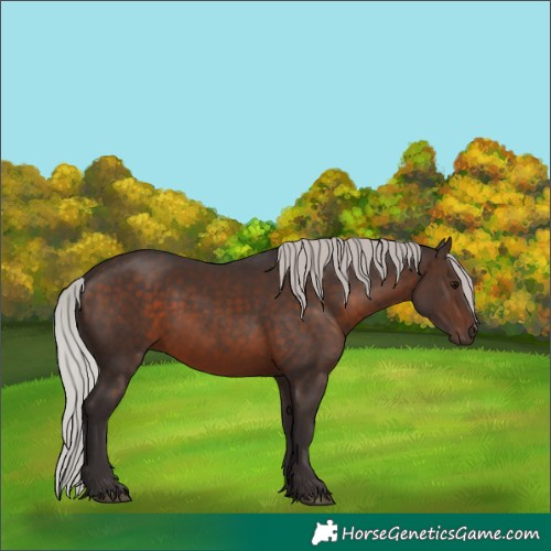 Horse Color:Silver Brown Rabicano 