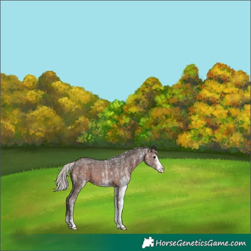 Horse Color:White Spotted Silver Brown Rabicano