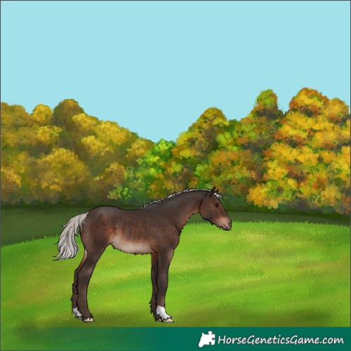Horse Color:Silver Brown Rabicano